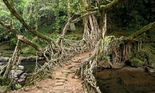 Living root bridges Megalaya