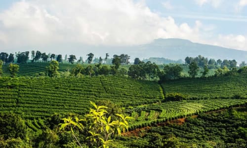 Local coffee plantation Costa Rica