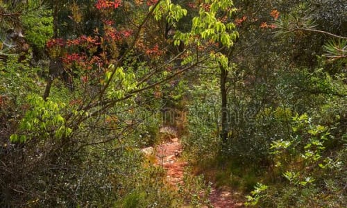 Lush forests Castellon,  Spain