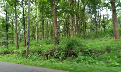 Lush green forests Kerala