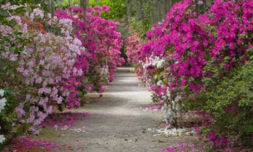 Magnolia Plantation and Gardens Charleston South Carolina