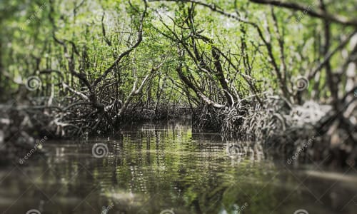 Mangrove forests Andaman And Nicobar Islands, India