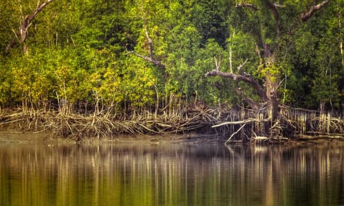 Mangrove forests Sundarbans National Park, India