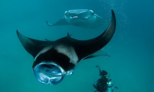 Manta rays Maldives