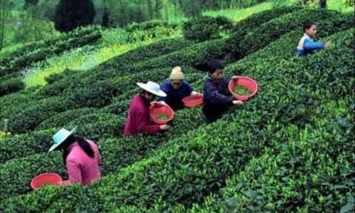 Mengdingshan Tea Plantation Chengdu