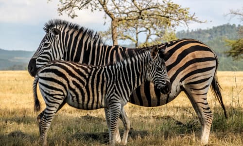 Mlilwane Wildlife Sanctuary Eswatini