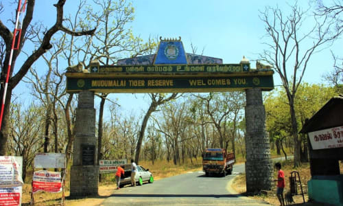 Mudumalai National Park Masni Gudi