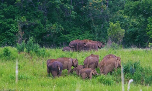Muthanga Wildlife Sanctuary Waynad