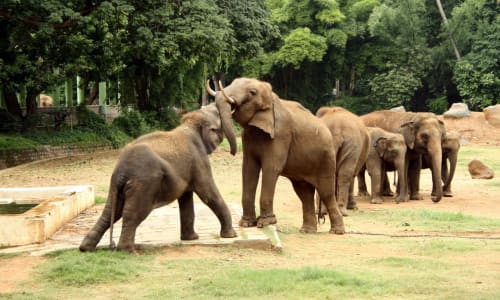 Mysore Zoo Mysore