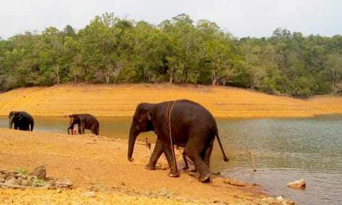 Neyyar Wildlife Sanctuary Trivandrum