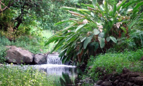Osho Garden Pune