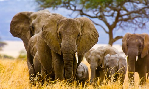 Other wildlife such as elephants Serengeti National Park, Tanzania