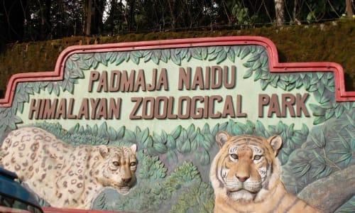Padmaja Naidu Himalayan Zoological Park Darjleeg