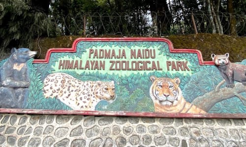 Padmaja Naidu Himalayan Zoological Park Sikkim