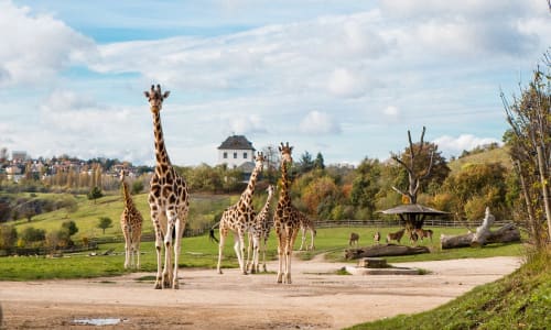Prague Zoo Prauge