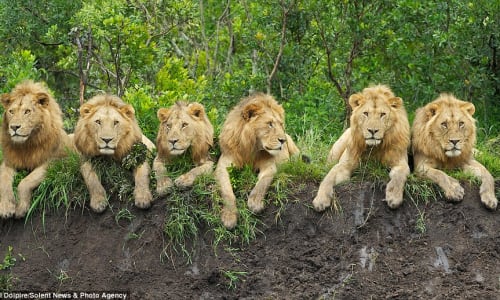 Predators such as lions Serengeti National Park, Tanzania