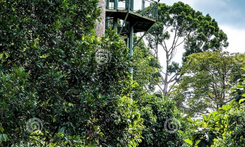 Rainforest Discovery Centre Borneo, Malaysia