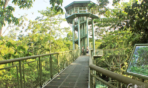 Rainforest Discovery Centre Sandakan