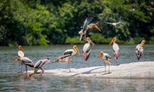 Ranganathittu Bird Sanctuary Banglore
