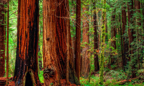 Redwood Forest Park