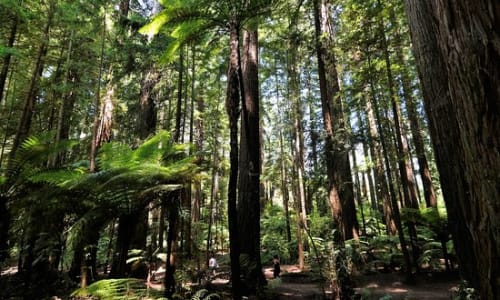Redwoods Forest Tauranga