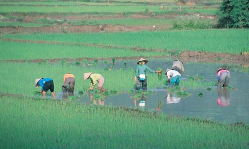 Rice paddies in Mekong Delta Vietnam