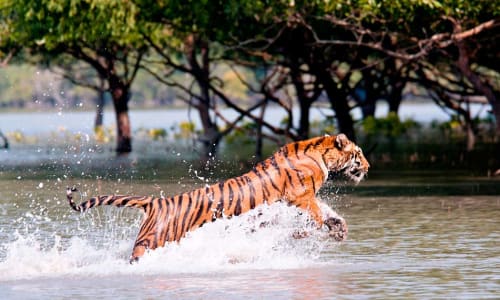 Royal Bengal Tiger Sundarbans National Park, India