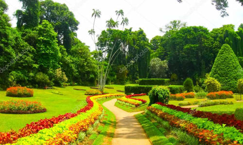 Royal Botanical Gardens in Peradeniya Sri Lanka