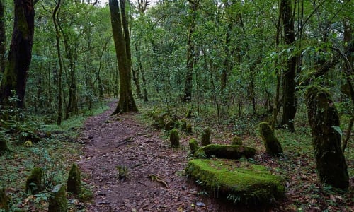 Sacred grove Megalaya