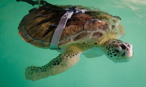 Sea Turtle South Padre Island