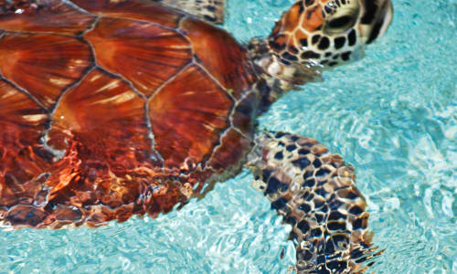 Sea turtles Bora Bora
