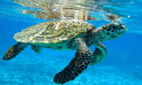 Sea turtles Maldives
