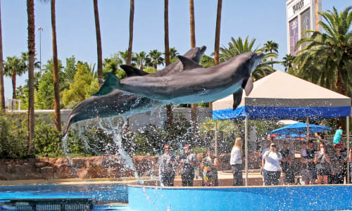 Secret Garden and Dolphin Habitat at The Mirage Las Vegas