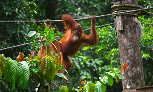 Sepilok Orangutan Rehabilitation Centre Borneo, Malaysia