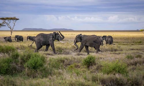 Serengeti National Park Serengeti National Park, Tanzania