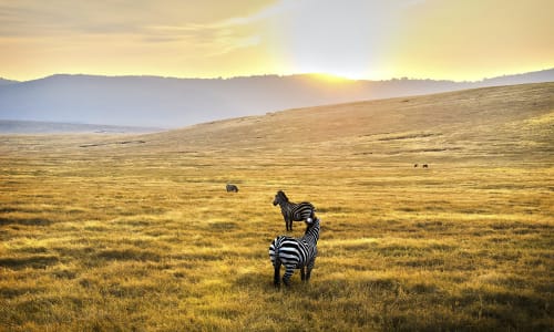 Serengeti National Park Tanazania