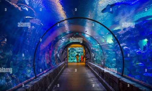 Shark Reef Aquarium at Mandalay Bay Las Vegas