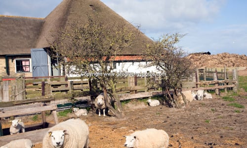 Sheep Farm Texel Texel