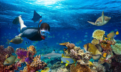 Snorkeling or scuba diving to explore marine life and coral reefs Maldives