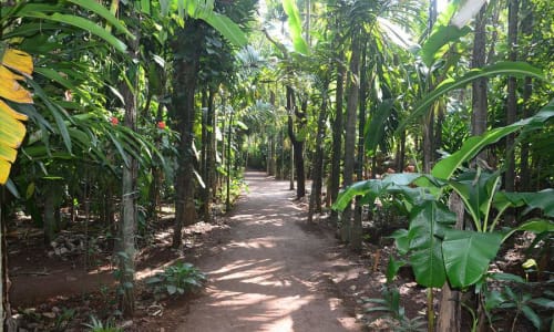 Spice Plantation Goa