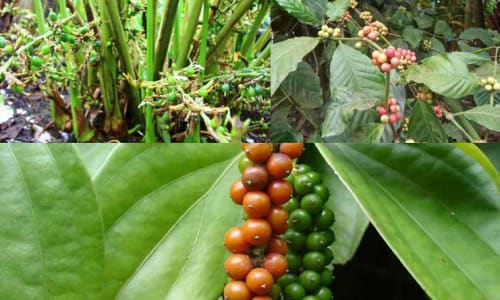 Spice plantation visit Kerala