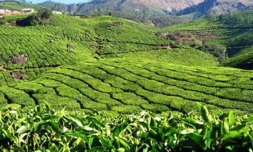 Spice plantations Kerala