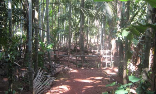 Spice plantations in Ponda Goa