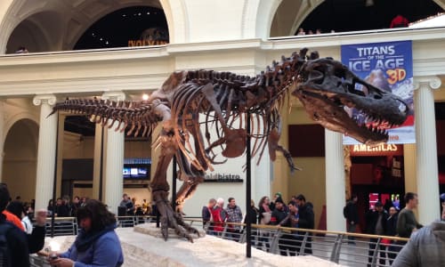 Sue (largest and most complete T-Rex skeleton ever discovered) Chicago