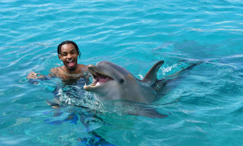 Swim with dolphins Te Waipounamu