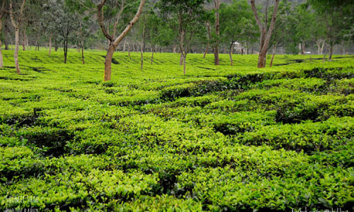 Tea gardens near Kaziranga National Park North East