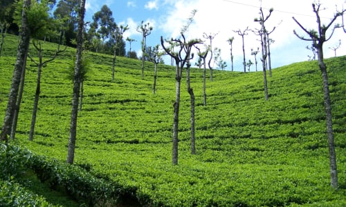 Tea gardens of Ooty Ooty