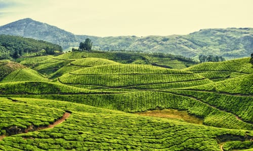 Tea plantations Kerela