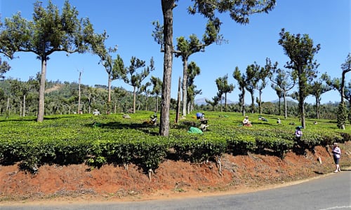 Tea plantations Poopara