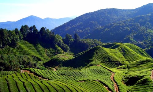 Tea plantations Waynad